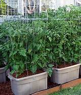 Planting In Plastic Storage Containers Pictures