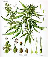 Pictures of Marijuana Plant Budding