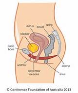Stretching Pelvic Floor Muscles Images