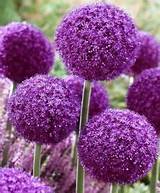Plant With Big Purple Flowers
