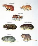 Pictures of Rat Vs Hamster