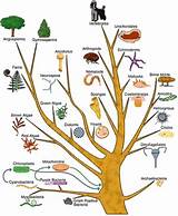Theory Of Evolution Tree Pictures