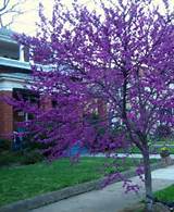 Trees That Have Purple Flowers In Spring Photos