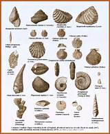 Fossil Names Pictures