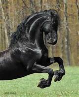 Friesians For Sale Cheap Images