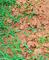 Pictures of Fire Ants Lawn Treatment