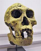 Pictures of Hominid Fossils