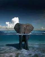 Can Elephants Swim Photos