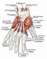 Pictures of Hand Muscle Exercises