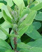 Images of Common Plant Pest Identification