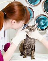Pet Doctor Vet Pictures