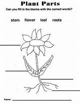 Pictures of Label A Flowering Plant