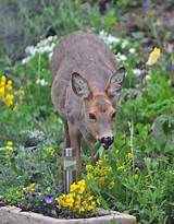 Images of How To Prevent Deer From Eating Your Garden
