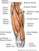 Photos of Quadriceps Femoris Muscle Exercises