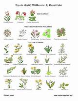 British Flowers Identification Images