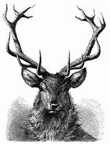 Photos of Wood Engraving Red Deer