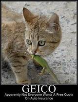 Geico Non Owners Insurance Quote Photos