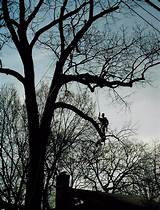 Pictures of Out On A Limb Tree Service Va