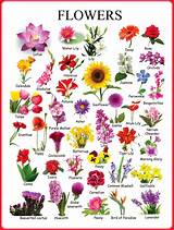 British Flowers Identification Photos