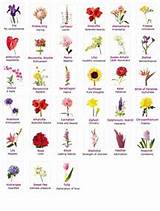 Images of Flower Meaning Sister