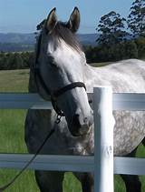 Pictures of Stud Fencing For Horses