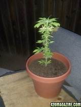 Images of Small Marijuana Plant