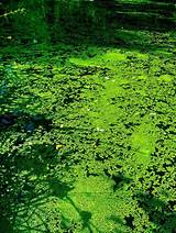 Pictures of Controlling Weeds In Ponds