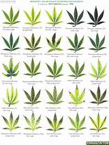 Photos of Marijuana Leaf Diagnosis
