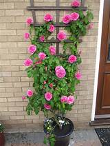 Best Climbing Roses For Trellis Pictures