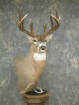Pictures of World Class Taxidermy
