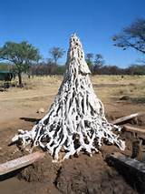 Termite Mound Cast Photos