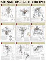 Muscle Workout Chart Photos