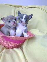 Pictures of Cheap Teacup Chihuahua Puppies