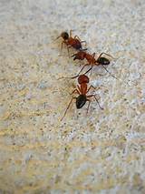Pictures of Florida Fire Ants