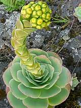 Photos of Aeonium Flower
