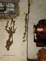 Photos of Noise In Walls Termites