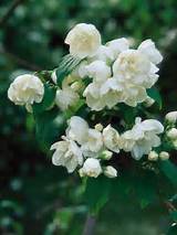 Pictures of Fragrant White Flower Bush