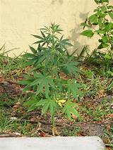 Wild Plants That Look Like Marijuana Pictures