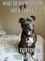 Pitbull Service Dog Laws