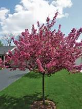 Pictures of Flowering Trees Northeast