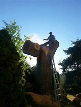 Pictures of Tree Service Yakima