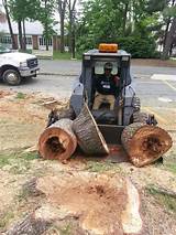Princeton Tree Service Pictures