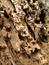 Pictures of Colony Termite