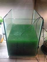 Photos of Home Remedies For Algae In Fish Tank