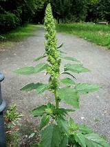 Spiny Pigweed Control