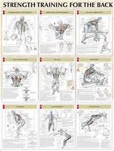 What Are Good Back Muscle Exercises Pictures