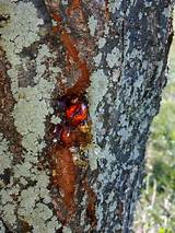 Photos of Plum Tree Canker Treatment