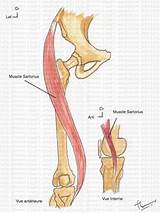 Sartorius Muscle Injury Exercises Images