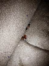 Photos of How To Get Rid Of Bed Bugs Couch