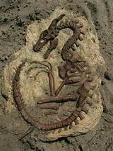Images of Dragon Fossil